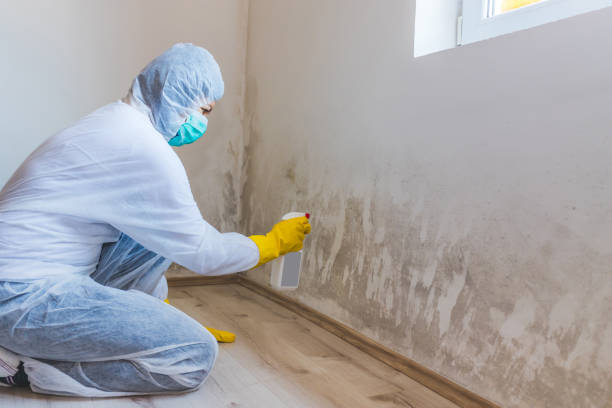 Licensed Commercial Mold Remediation service in Belleville, NJ - WQB Mold Removal